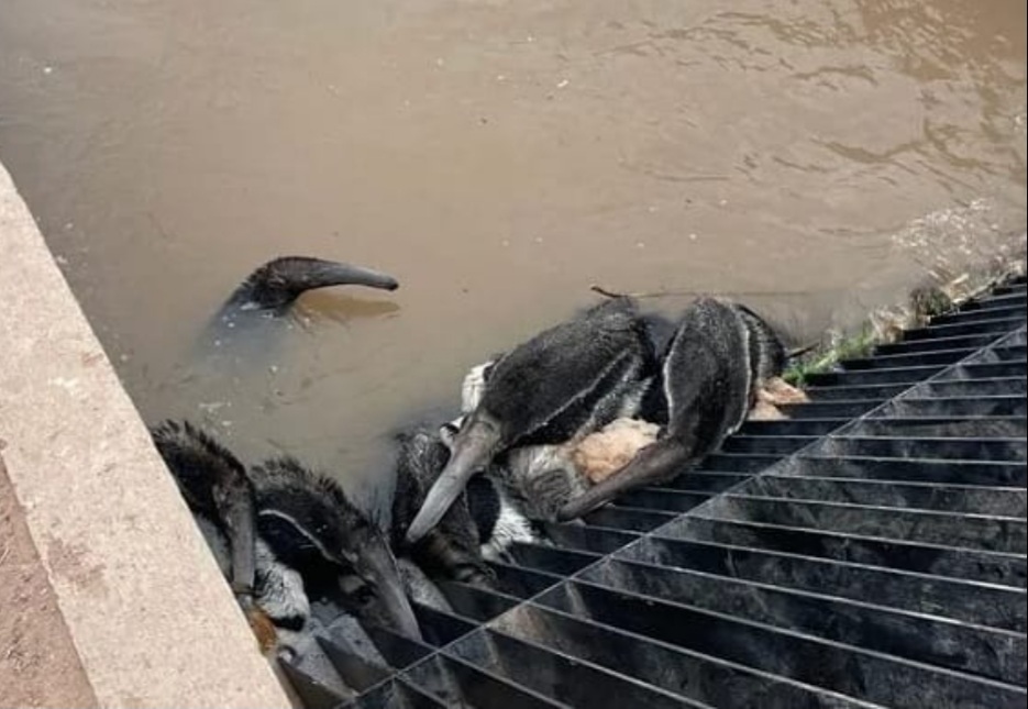 Impulsan en la Corte una demanda contra Santiago del Estero y Nación por la masacre de animales en un canal