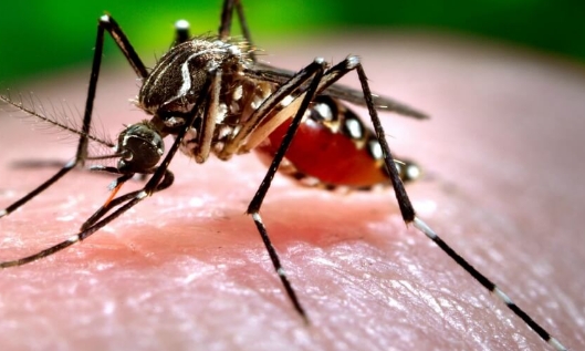 "Dengue" Santiago se prepara y advierten por lo que puede pasar con las lluvias