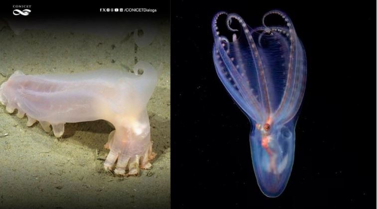 Confirmaron que se hallaron 57 nuevas especies en la expedición a los cañones submarinos del Mar Argentino